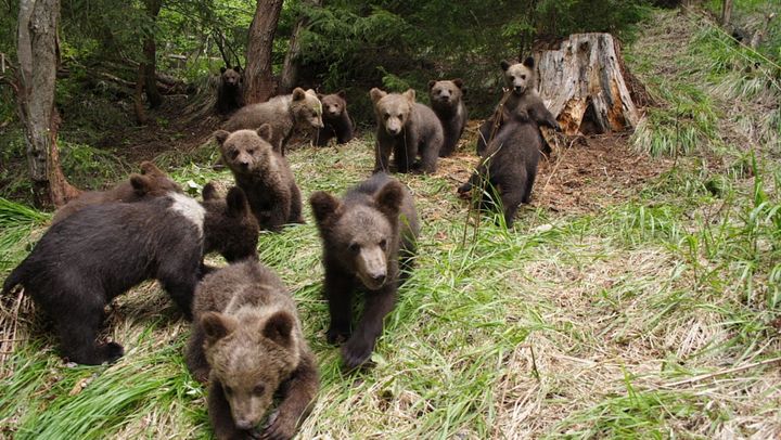 În următorii doi ani, autoritățile din România vor împușca aproape 500 de urși bruni