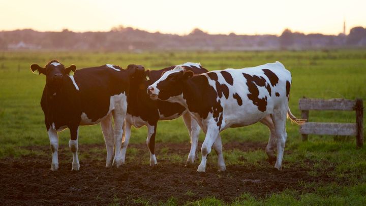 Cinci crescători de bovine din R. Moldova vor beneficia de granturi în sumă totală de 4 milioane de dolari