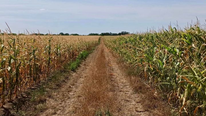 Recomandări pentru agricultori de prevenire și reducere a impactului secetei asupra culturilor de câmp