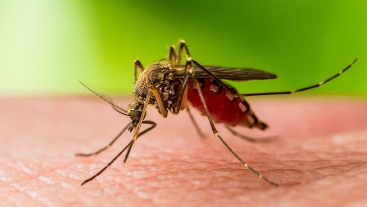 În R. Moldova a fost înregistrat un caz de infecție cu virusul West Nile