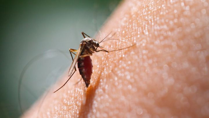 Bărbatul infectat cu virusul West Nile a fost tratat și externat. Recomandări pentru cetățeni