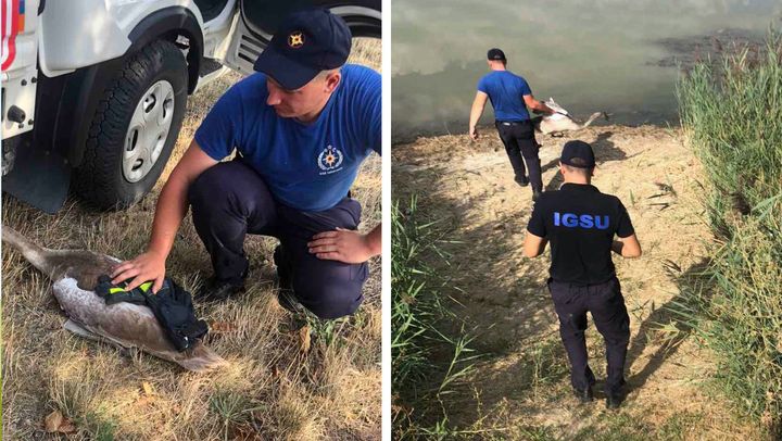 FOTO/ Un pui de lebădă a fost salvat la Orhei. Păsărea era deshidratată și în stare de șoc