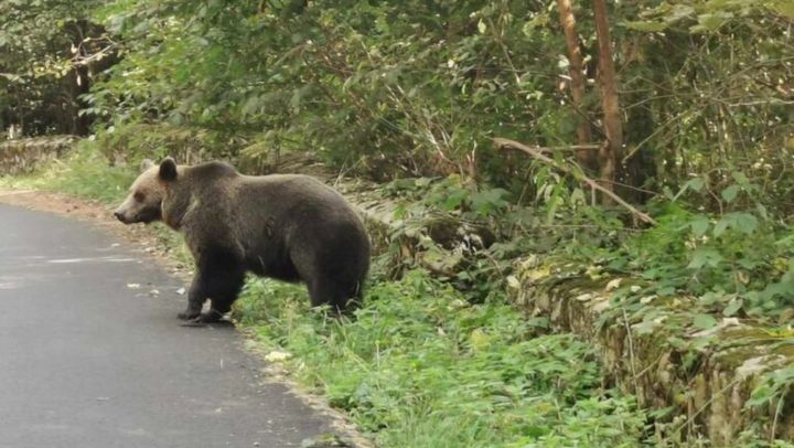 Turiştii care hrănesc urşii de pe Transfăgărăşan vor fi amendaţi de două ori. Ce spun autoritățile române