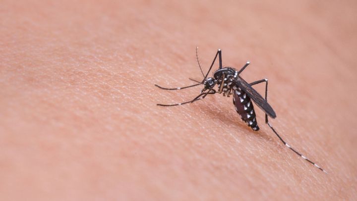 În R. Moldova au fost înregistrate încă două cazuri de infecție cu virusul West Nile: Ambele sunt de import