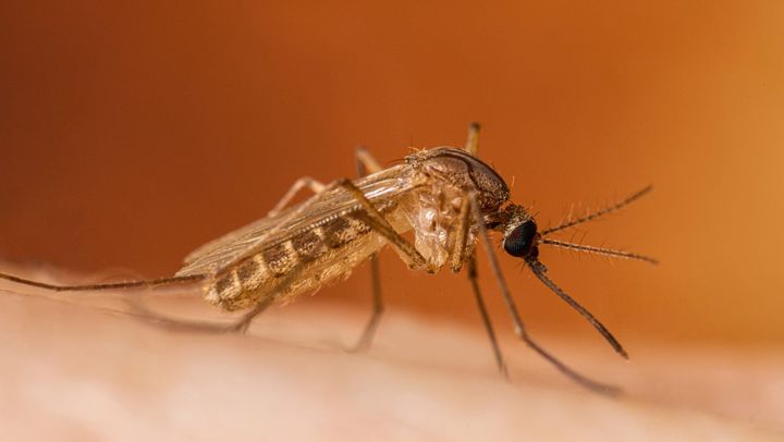 Încă un caz de infecție cu virusul West Nile, confirmat în R. Moldova. Pacienta a revenit recent din Italia