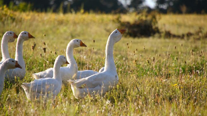 Gripa aviară se extinde rapid în fermele avicole din UE: Au fost raportate 62 de focare