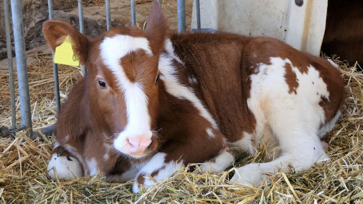 Cum protejăm animalele pe timp de iarnă. Recomandările ANSA