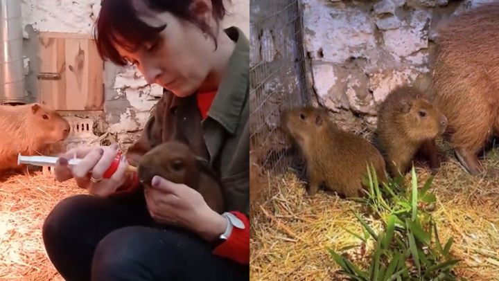 VIDEO/ Familia Grădinii Zoologice din Chișinău - mai mare. S-au născut doi pui de capibara