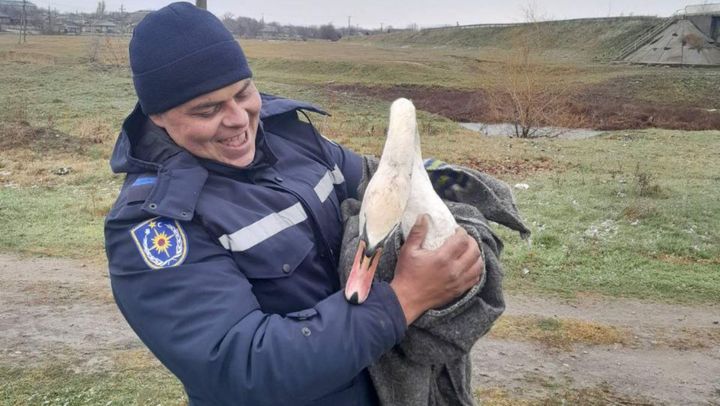 FOTO/ Intervenție neobișnuită în raionul Telenești. Angajații IGSU au salvat o lebădă care avea aripa rănită