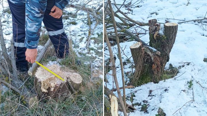 Defrișări ilegale în raionul Dondușeni. Persoane necunoscute au tăiat peste 240 de arbori