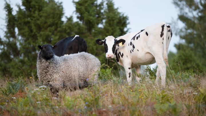 Granturi de până la un milion de dolari pentru crescătorii de bovine și ovine. Termenul de depunere a dosarelor