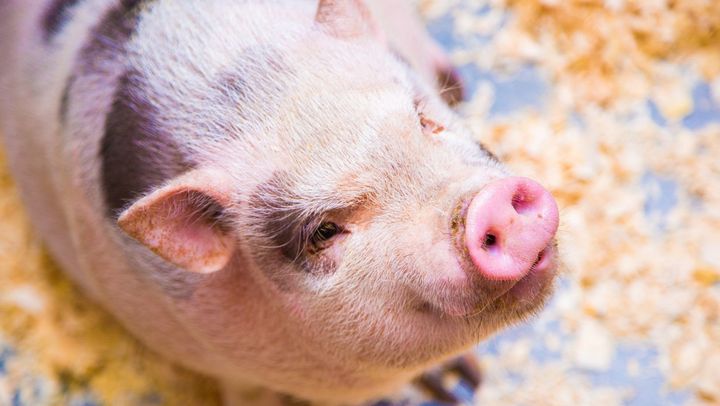 În R. Moldova au fost înregistrate două focare noi de pestă porcină. Unul - la Ungheni, iar altul - la Strășeni