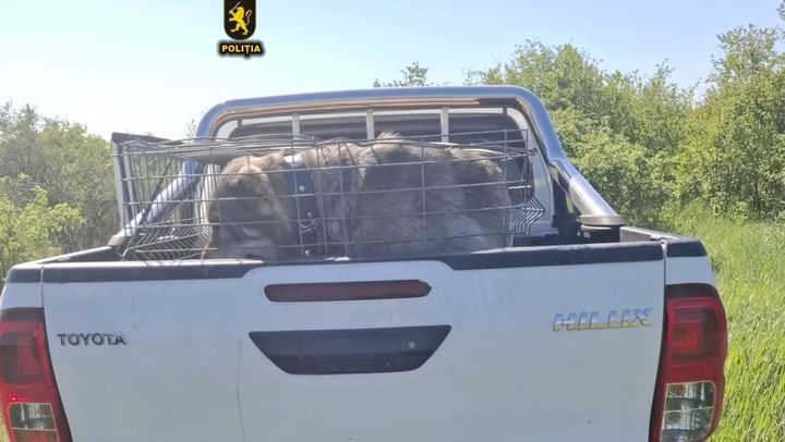 VIDEO/ Lupte ilegale de câini, organizate lângă Cimișlia. Polițiștii stabilesc cercul suspecților