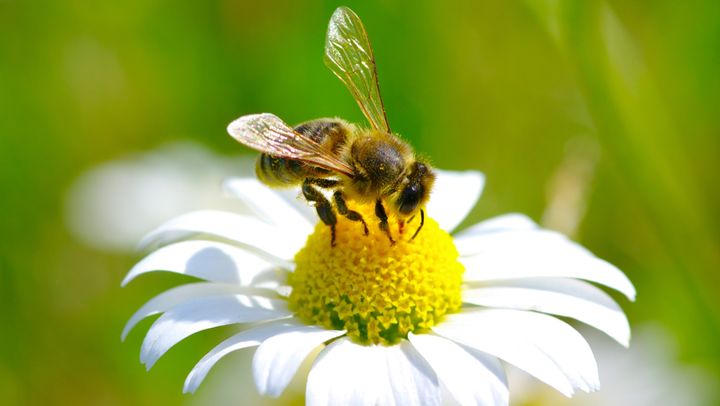Astăzi este marcată Ziua Mondială a Albinei. Cetățenii, îndemnați să reducă utilizarea pesticidelor dăunătoare
