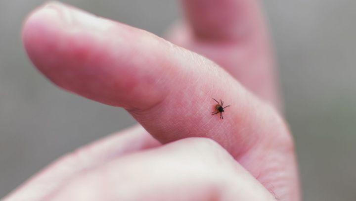 Atenție la capușe! Trei copii din capitală au fost diagnosticați cu boala Lyme