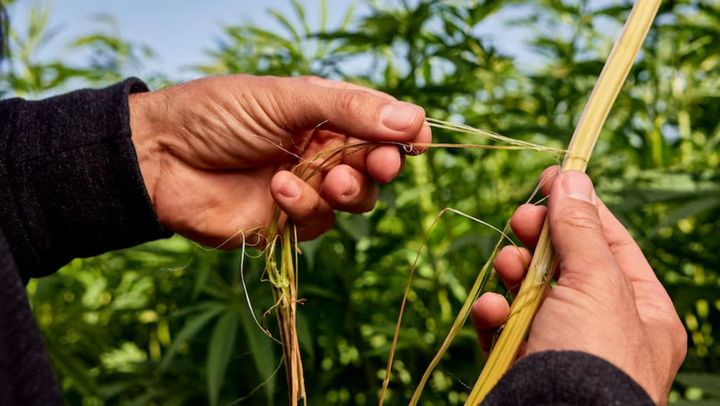 Deja trei fermieri din R. Moldova au obținut dreptul de a cultiva  cânepă industrială