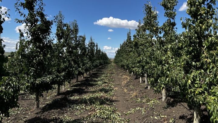 Asociația Moldova Fruct cere sprijin după ce culturile horticole au fost afectate grav de înghețuri și grindină