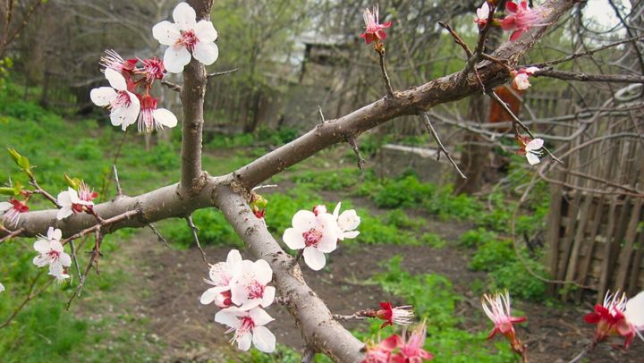 Mii de hectare de pomi fructiferi, afectate de înghețurile din aprilie. Ce acțiuni întreprind autoritățile