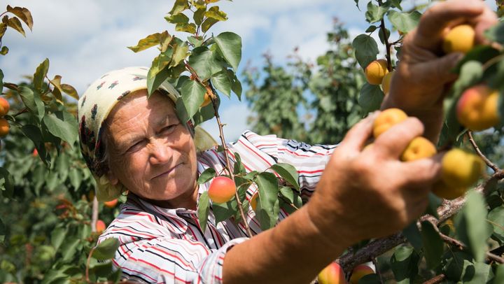 Președintele Asociației „Moldova Fruct” susține că recolta de fructe din acest an va fi foarte mică