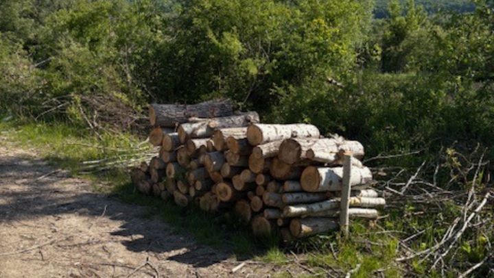Circa 80 de arbori au fost defrișați ilegal în fâșia de protecție a râului Bâc. Care este prejudiciul creat