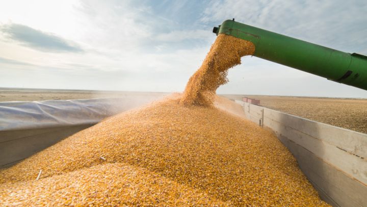 Regimul de licențe la importul cerealelor și oleaginoaselor a fost extins până la 31 decembrie 2025