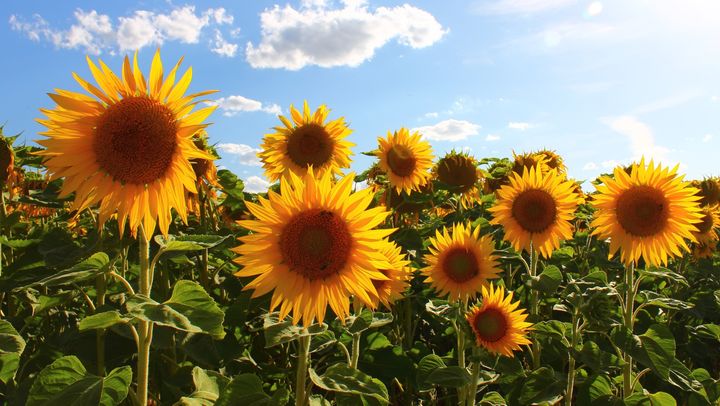 Săptămâna începe cu cer variabil și temperaturi caniculare. Câte grade se vor înregistra pe 7 iulie
