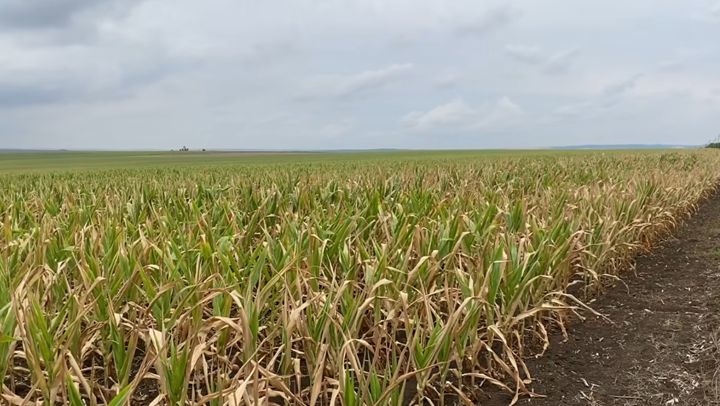 Membrii Asociației „Forța Fermierilor”, îndemnați să doneze semințe pentru agricultorii din Căușeni și Ștefan-Vodă