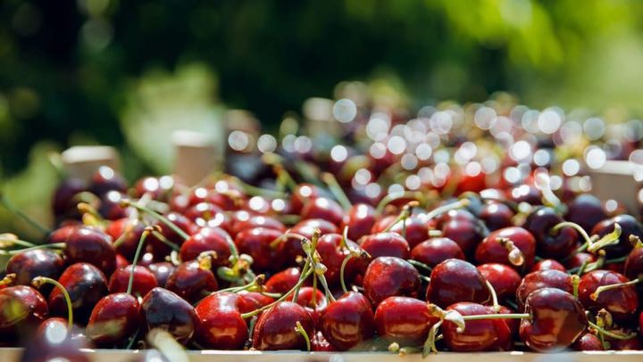 În luna iunie, R. Moldova a exportat puțin peste 8.000 de tone de cireșe. Ponderea în țările UE a crescut cu 12%