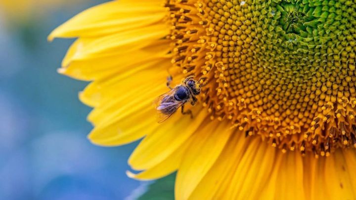 Vânt slab și maxime de până la 28°C. Prognoza meteo pentru ziua de 11 iulie